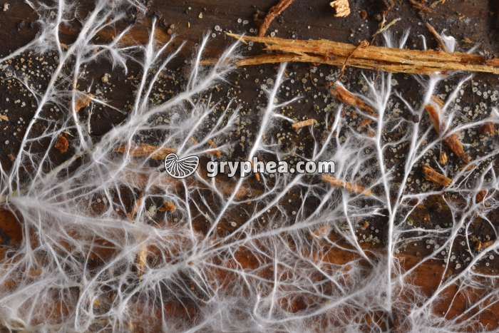 Mycélium forestier - gryphea.org